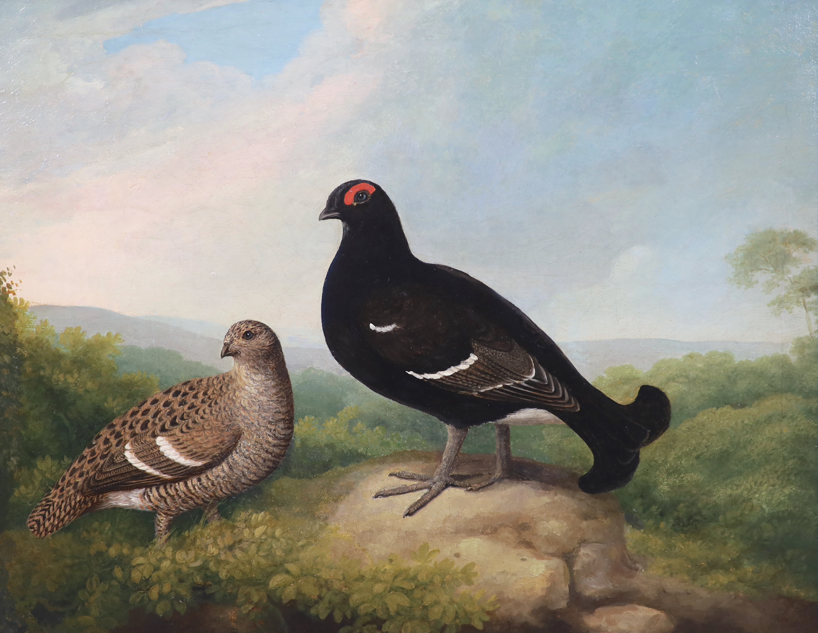 Samuel Howitt (English, 1756-1823), Blackcock, oil on canvas, 39 x 50cm